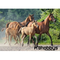 Purebred Arabians Puzzle 2000 pz Castorland 