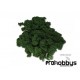 Musgo natural verde oscuro (25gr)